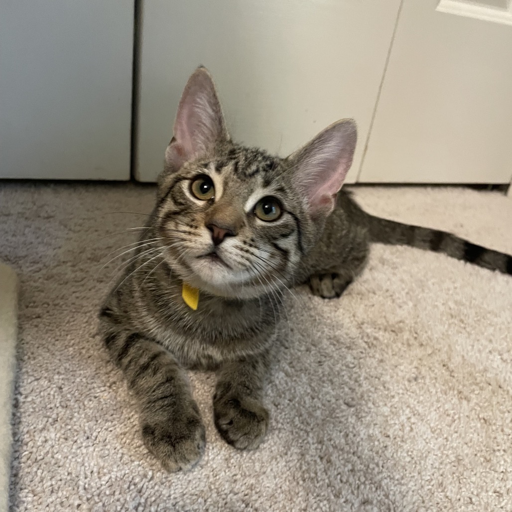 DALLAS - Domestic Shorthair available for adoption