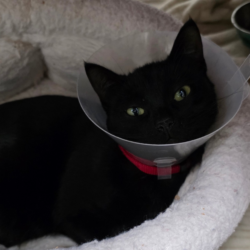 Lyric — thumbnail 3