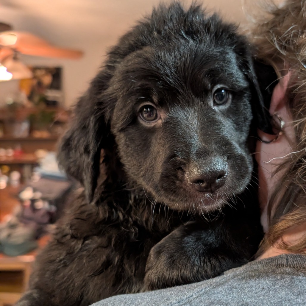 Mixed Breed