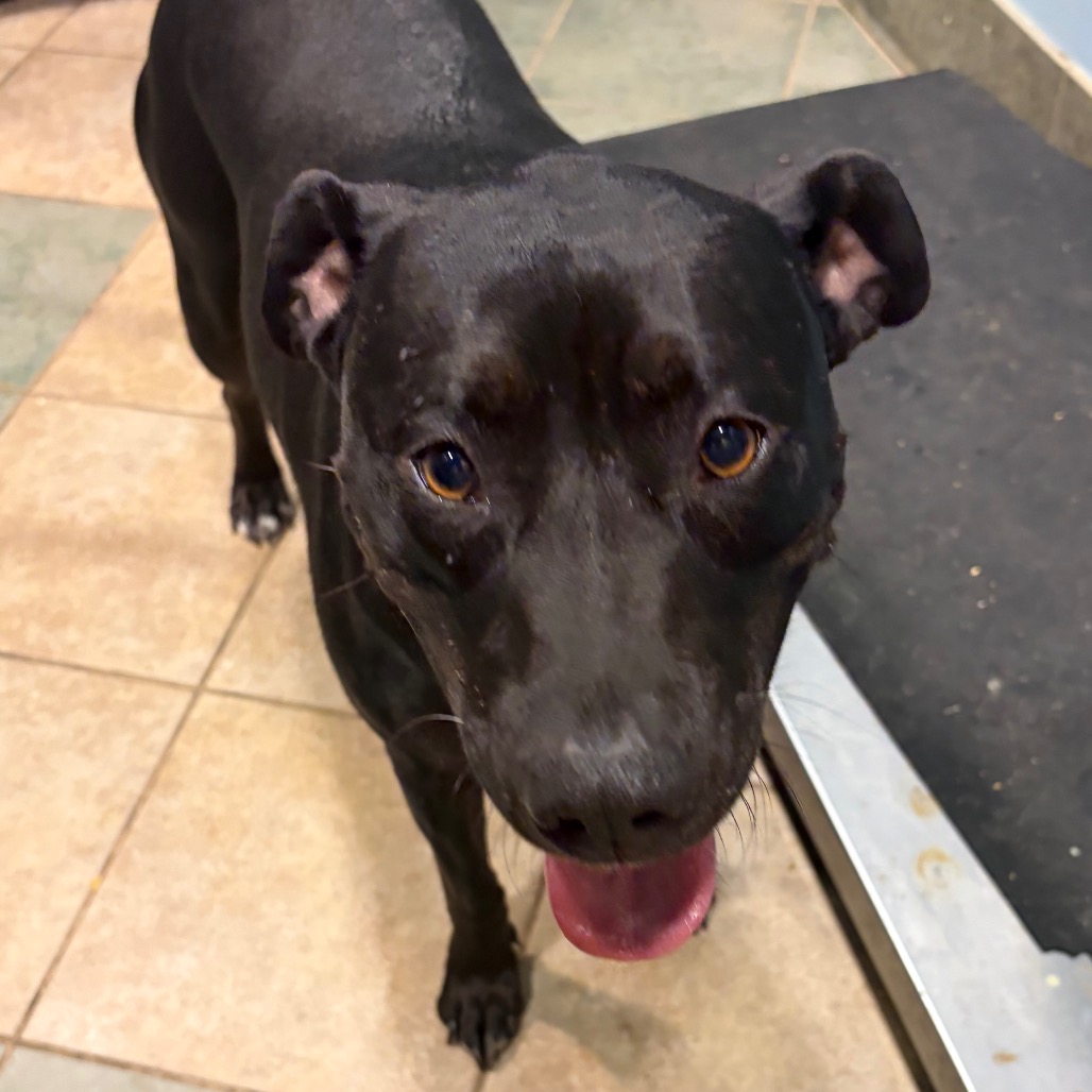 Noodle — thumbnail 8