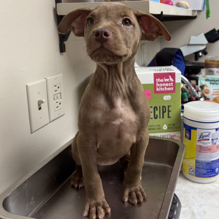 Tusc Stray 83465 2 3