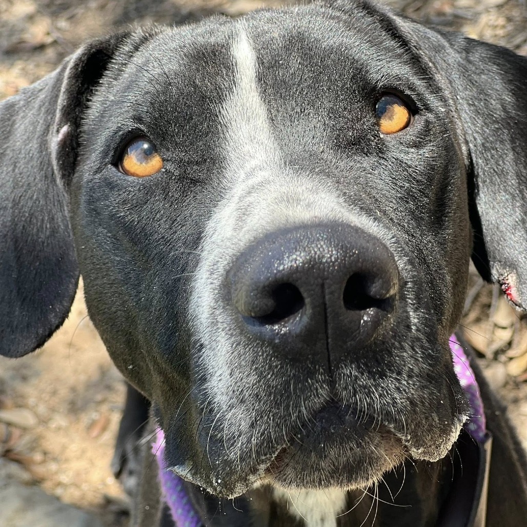 Photo of Juno