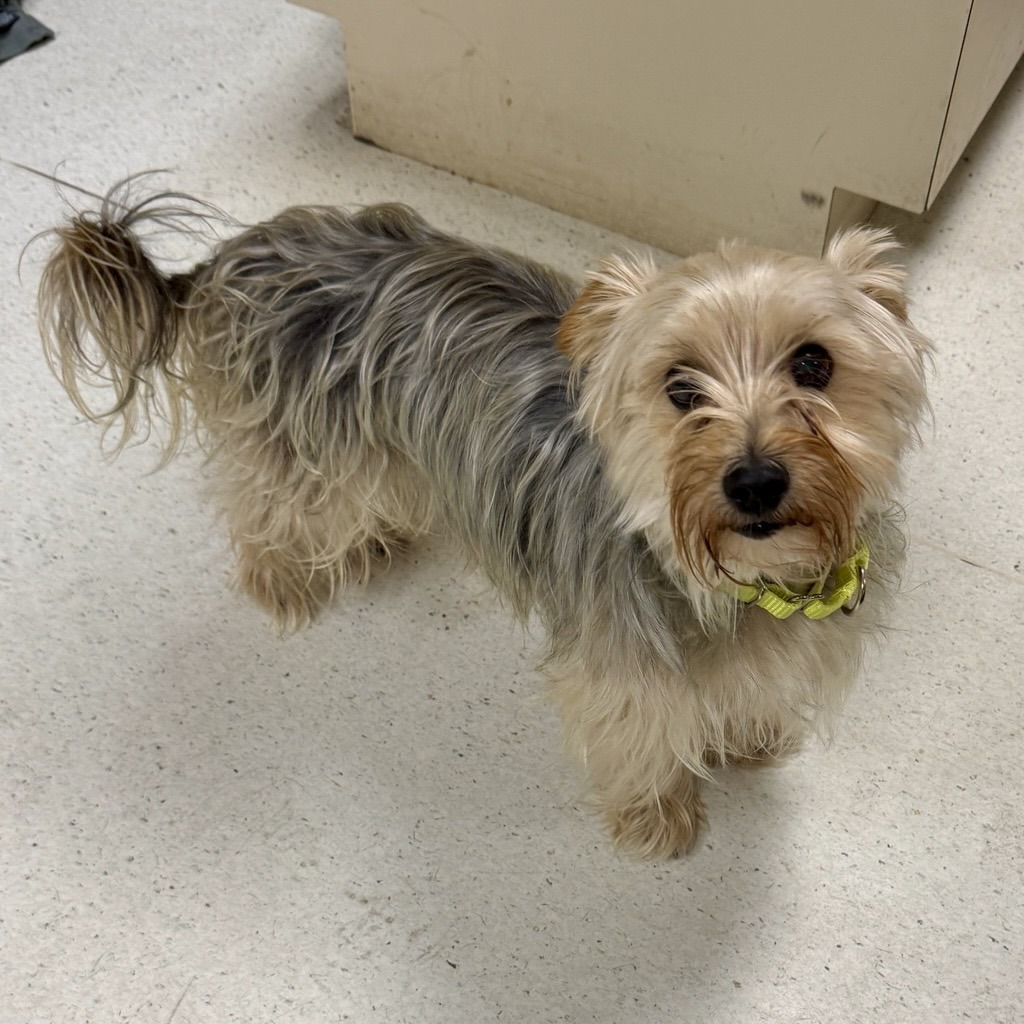 AMOEBA - Terrier / Yorkshire, Yorkie available for adoption