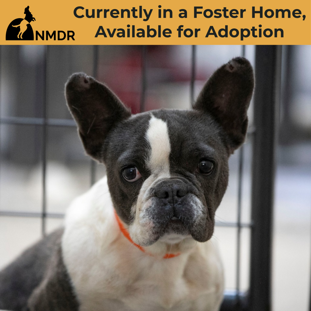 CHARLOTTE (AG26-169) - Bulldog / French available for adoption