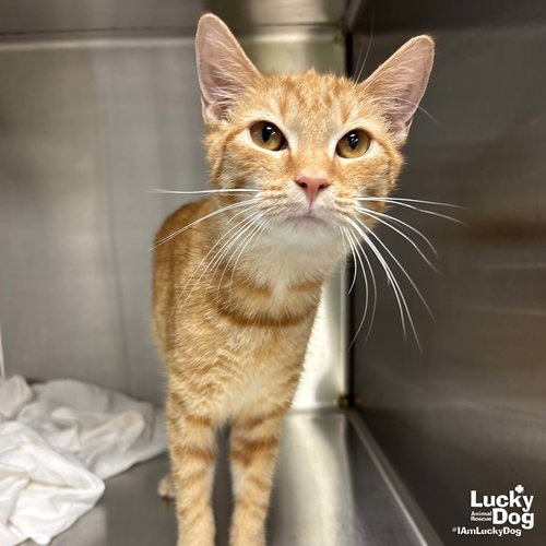 CHEETO - Domestic Shorthair available for adoption