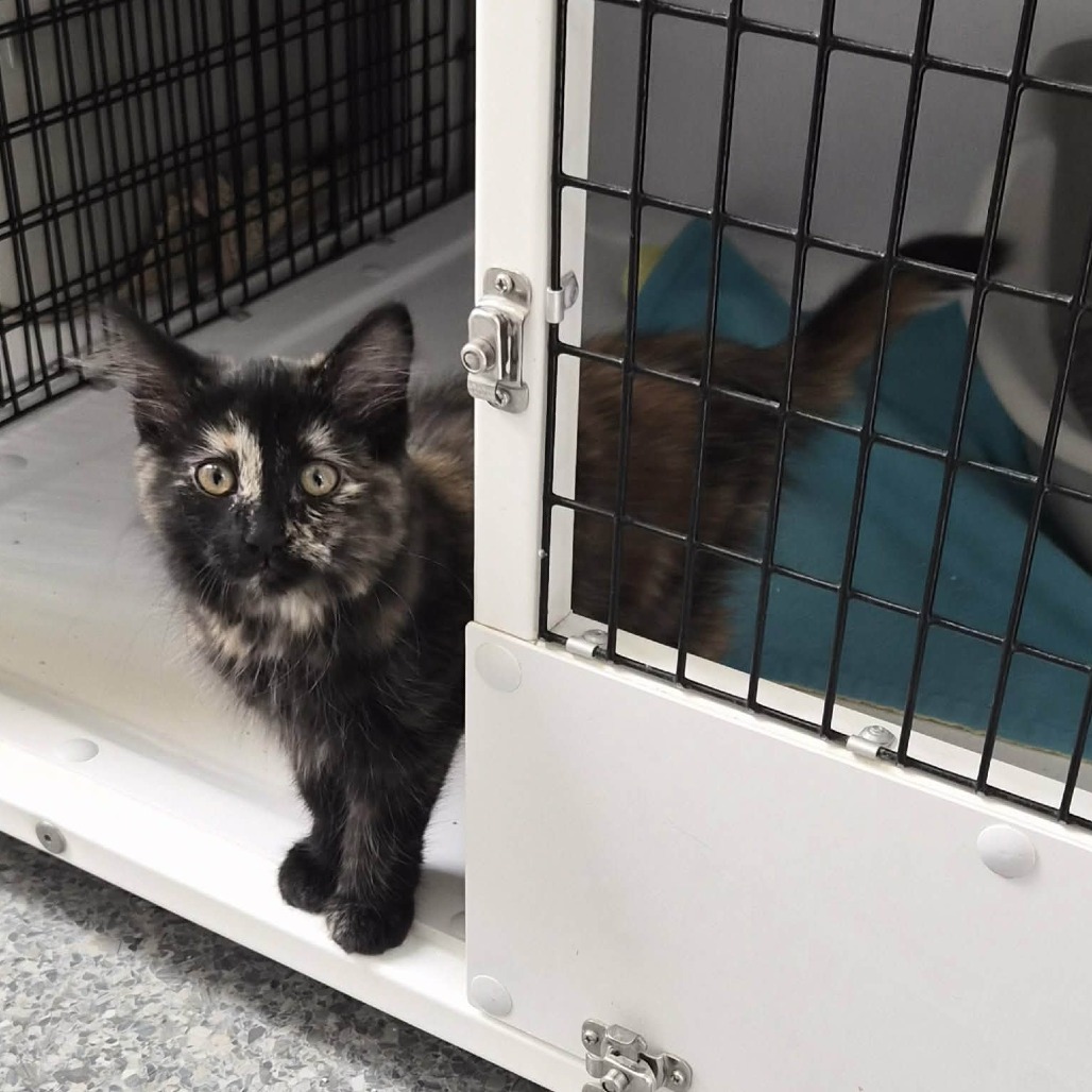 JO - Manx / Domestic Medium Hair available for adoption