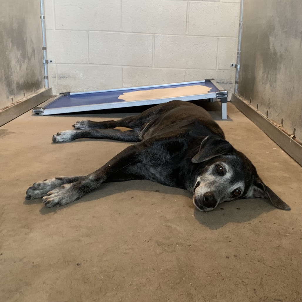 SPAMMI - Shepherd / Mix available for adoption