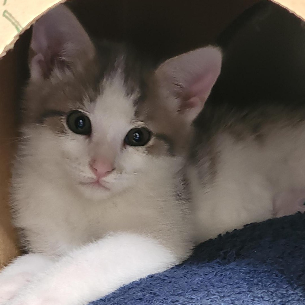 HYME - Domestic Shorthair available for adoption