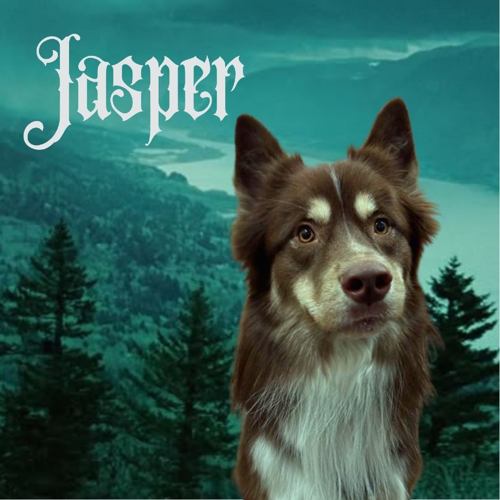 JASPER - Husky / Shepherd, Australian available for adoption