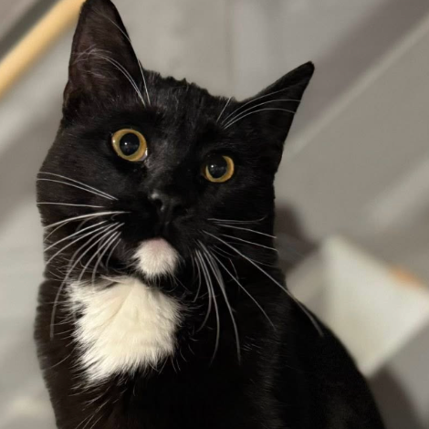 George, adopted