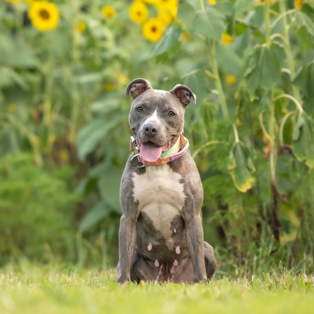 Star — thumbnail 2