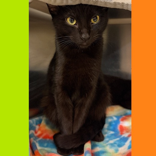 Elmer — thumbnail 3