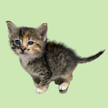 Tusc Stray 81261