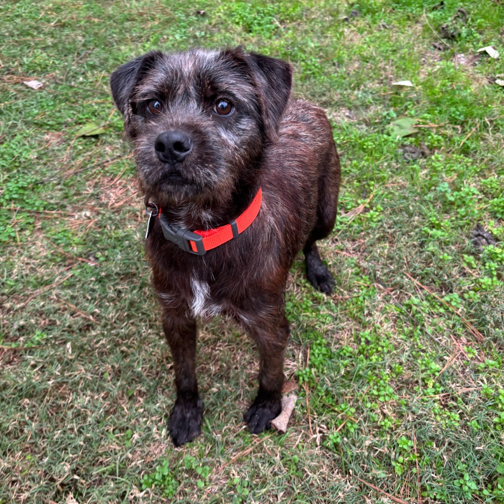 Camo Rescue Breeze is available for adoption at CAMO Rescue