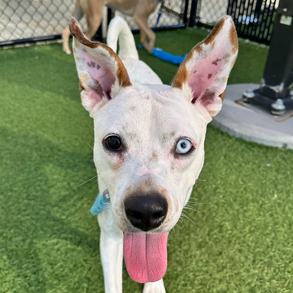 CHARLOTTE - Mixed Breed (Medium) available for adoption