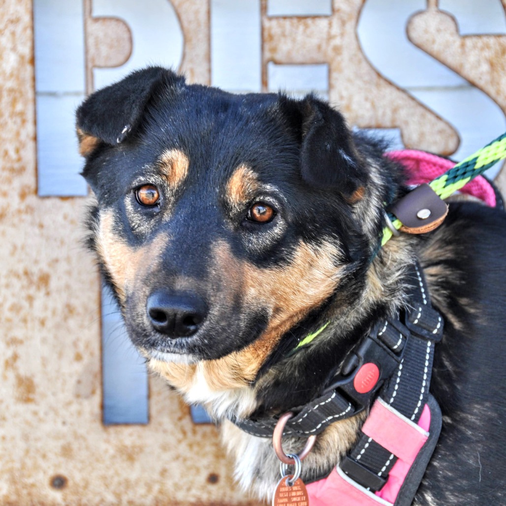 Savannah — thumbnail 2