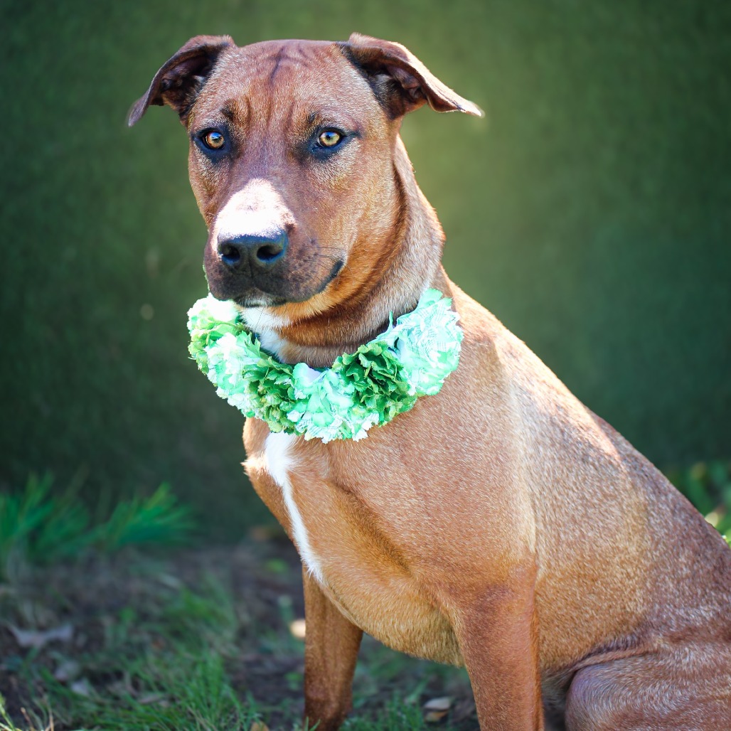 Brent, an adoptable dog at SPCA-BC
