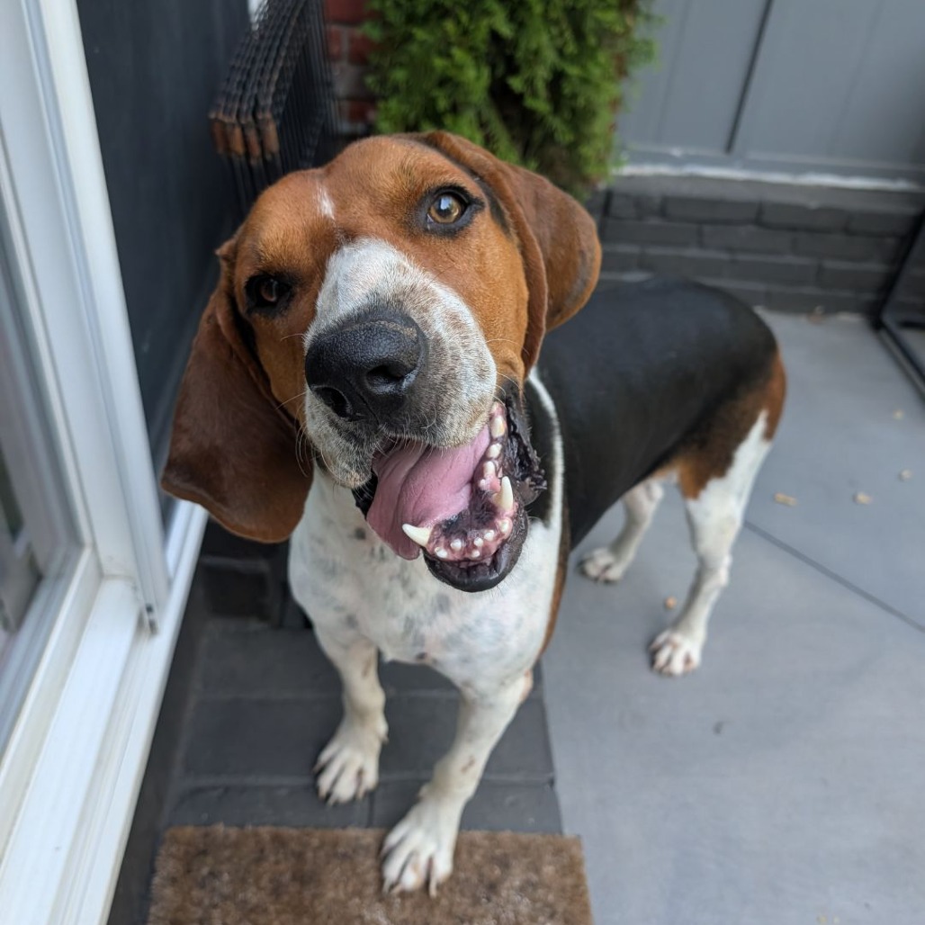 Koda