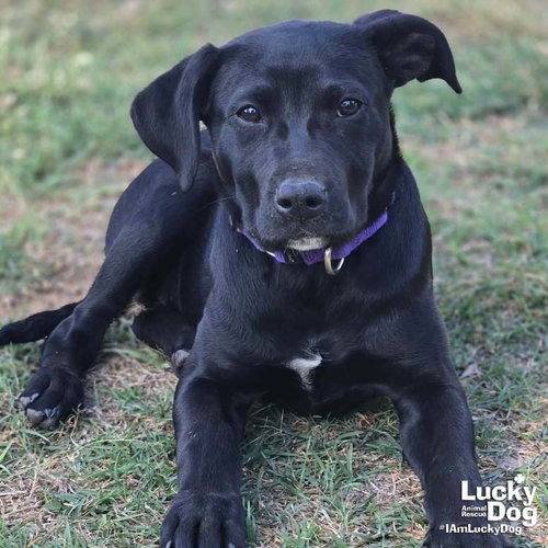 ROO - Retriever, Labrador / Mix available for adoption
