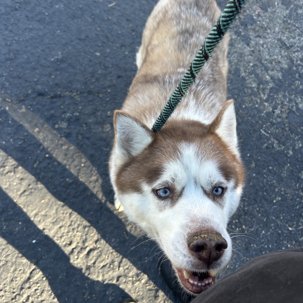Apollo (C000-753) - Chino Hills Location, photo 23