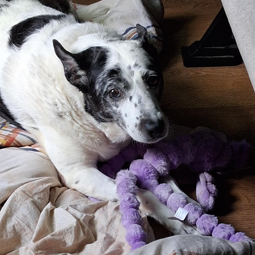 Photo of Speckles  9
