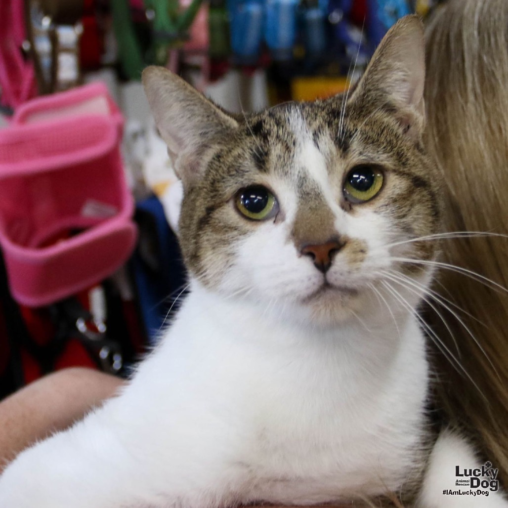 RENATA - Domestic Shorthair / Mix available for adoption