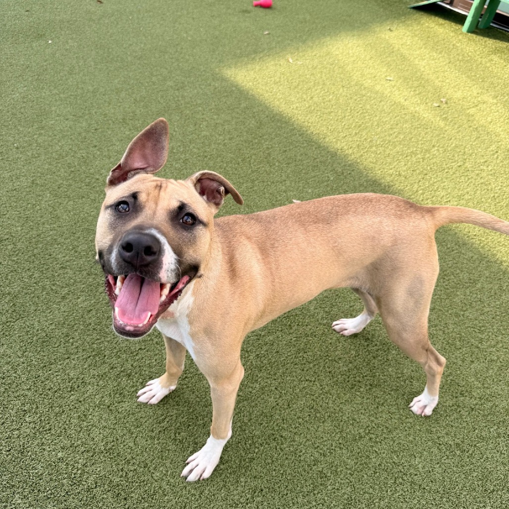 Royal — thumbnail 4