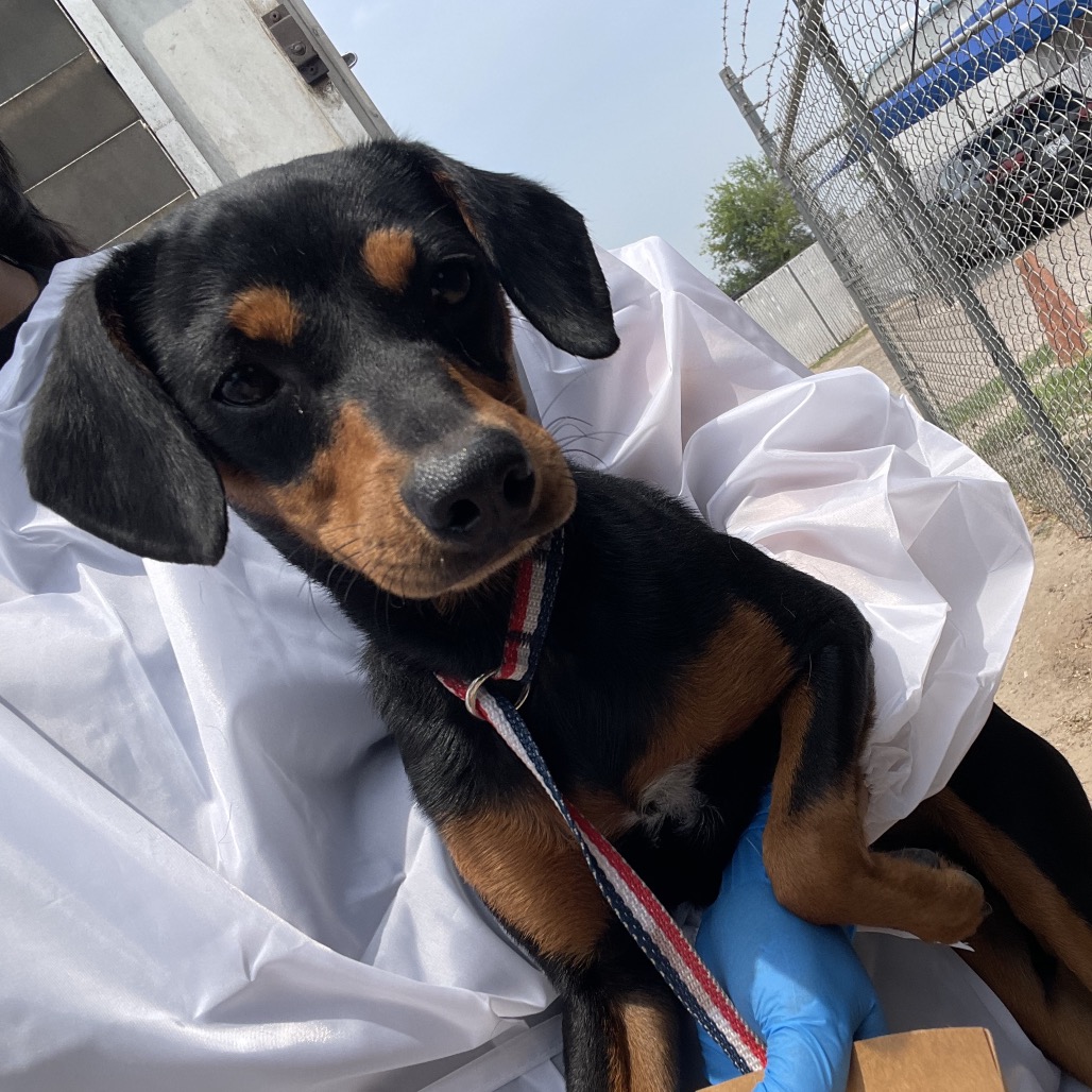 Neeku Vozo is available for adoption at Palm Valley Animal Society