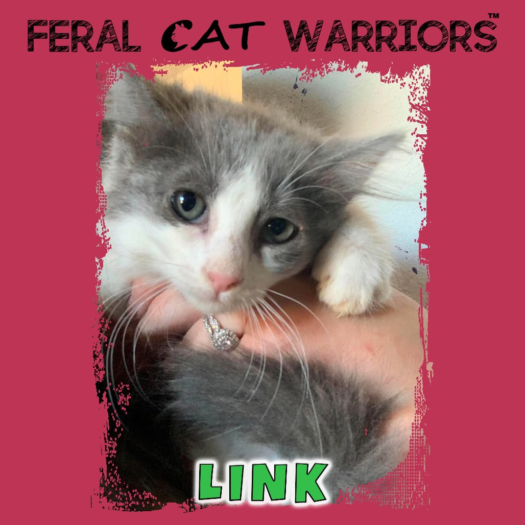 Link