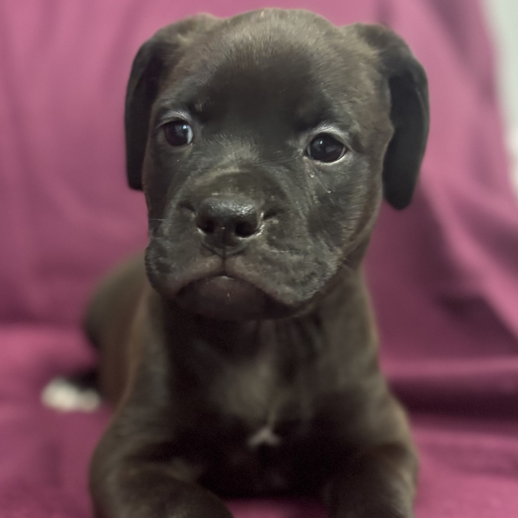 Maisy 