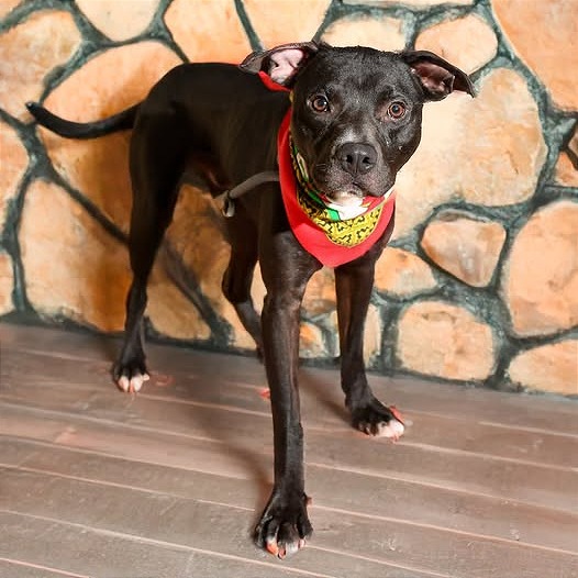 Photo of Pharaoh
