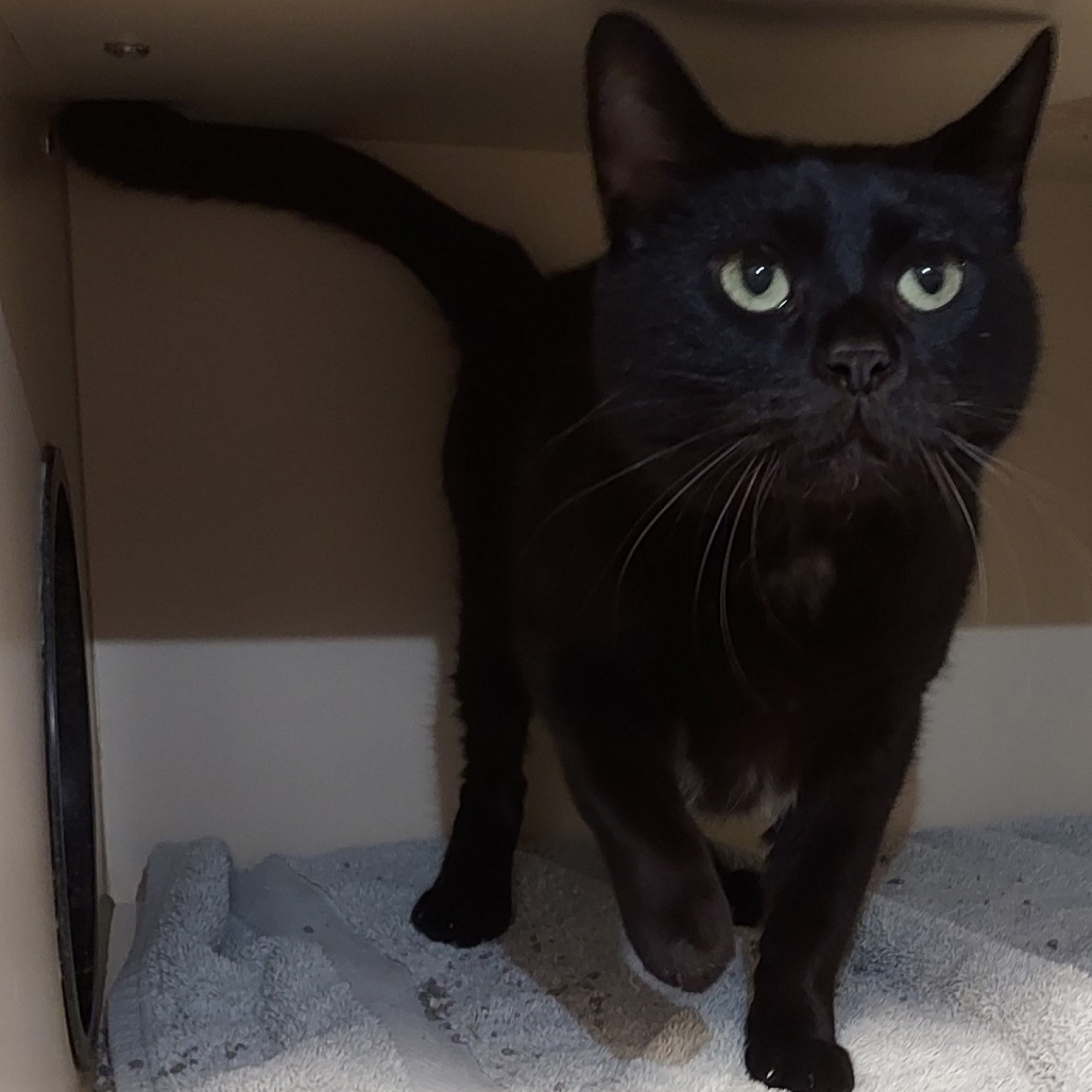 OTIS - Domestic Shorthair available for adoption