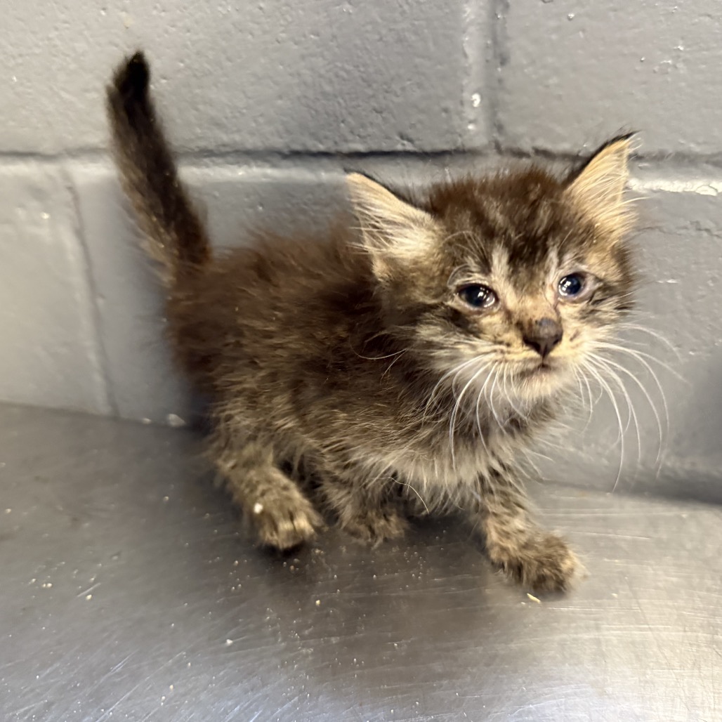 Tusc Stray 84552 2 3