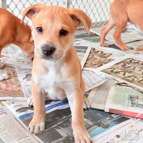 PUPPY POPPY - Retriever, Labrador / Mix available for adoption