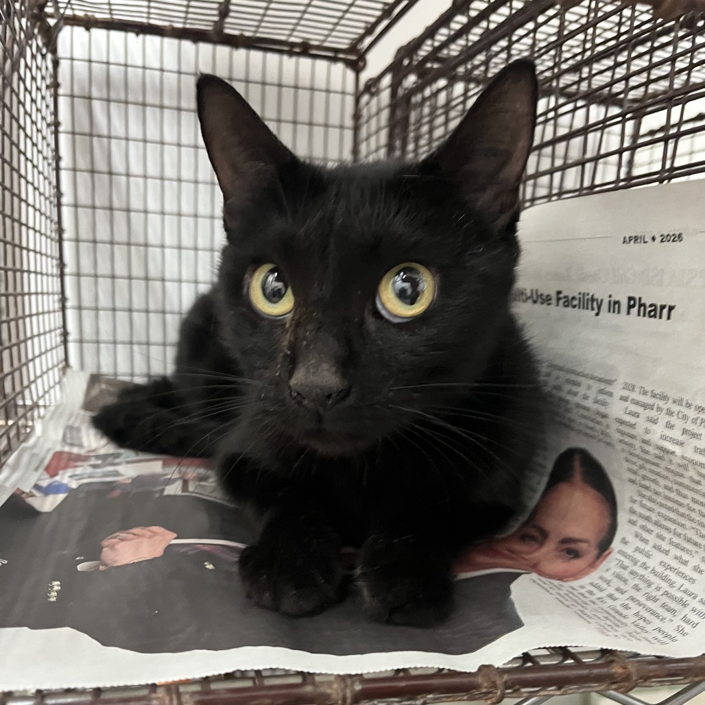 MOMMA - Domestic Shorthair available for adoption