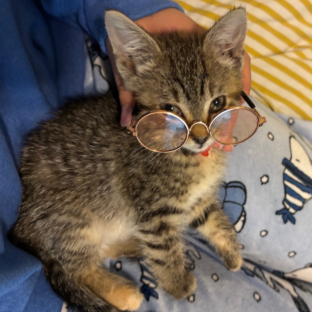 Pumpkin — thumbnail 3