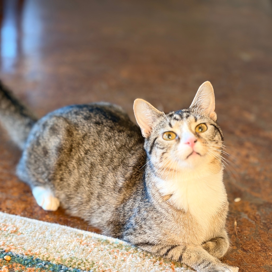 Chi Chi (adoptable with Digit) ** Cerebellar Hypoplasia**, photo 2