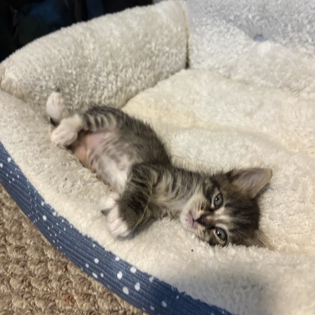 URIEL - Domestic Shorthair available for adoption