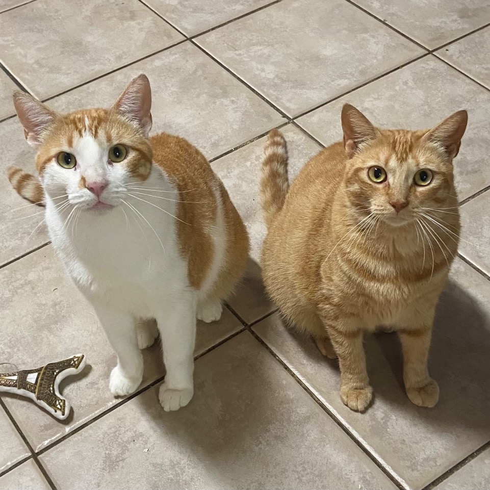 Close-up photo of Bonnie