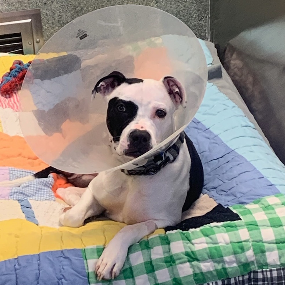 DOLLA - Terrier / American Pit Bull available for adoption
