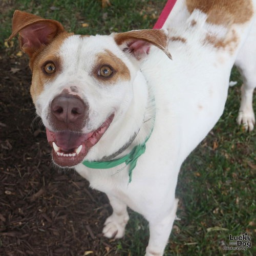 RILEY - Pointer / Mix available for adoption