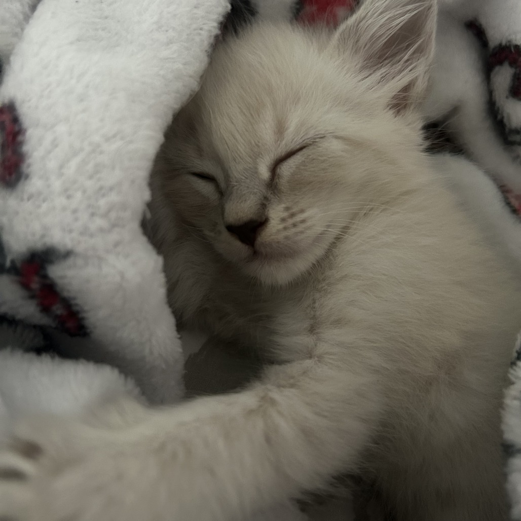 Photo of Ella, a cat adopted from Gulf Coast Humane Society