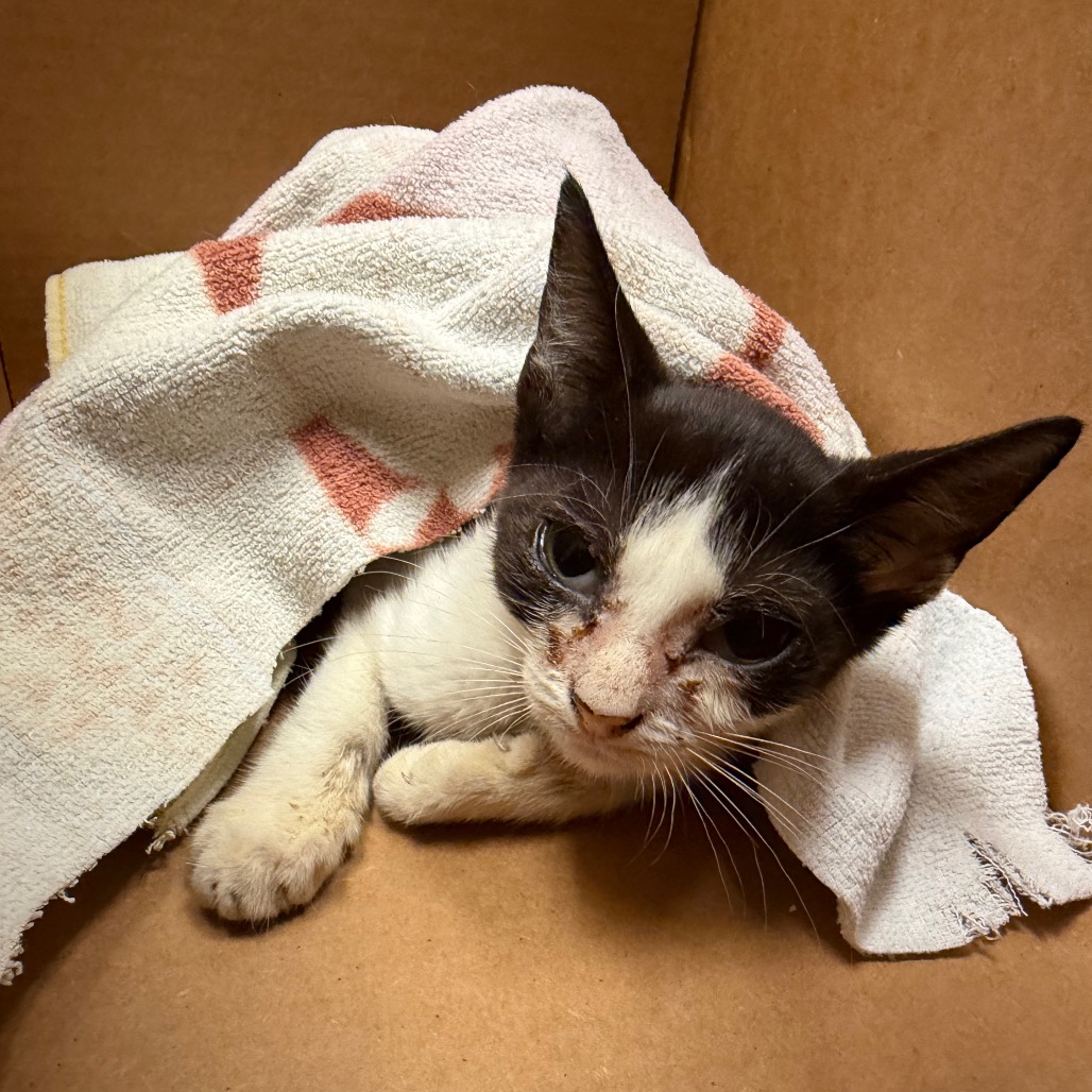 FARGO - Domestic Shorthair available for adoption