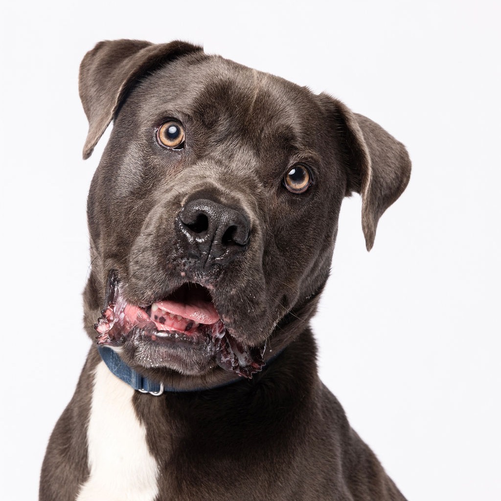HOLLYWOOD - Weimaraner / Retriever, Labrador for adoption in Fort Lauderdale