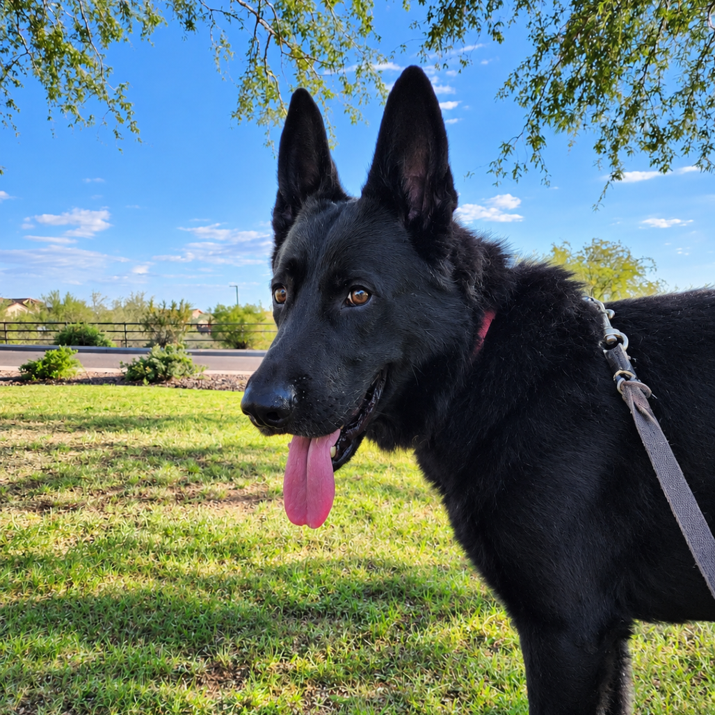 Maximus, photo 9