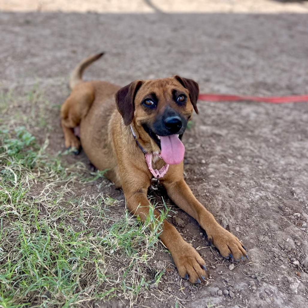 SABINE - Shepherd available for adoption