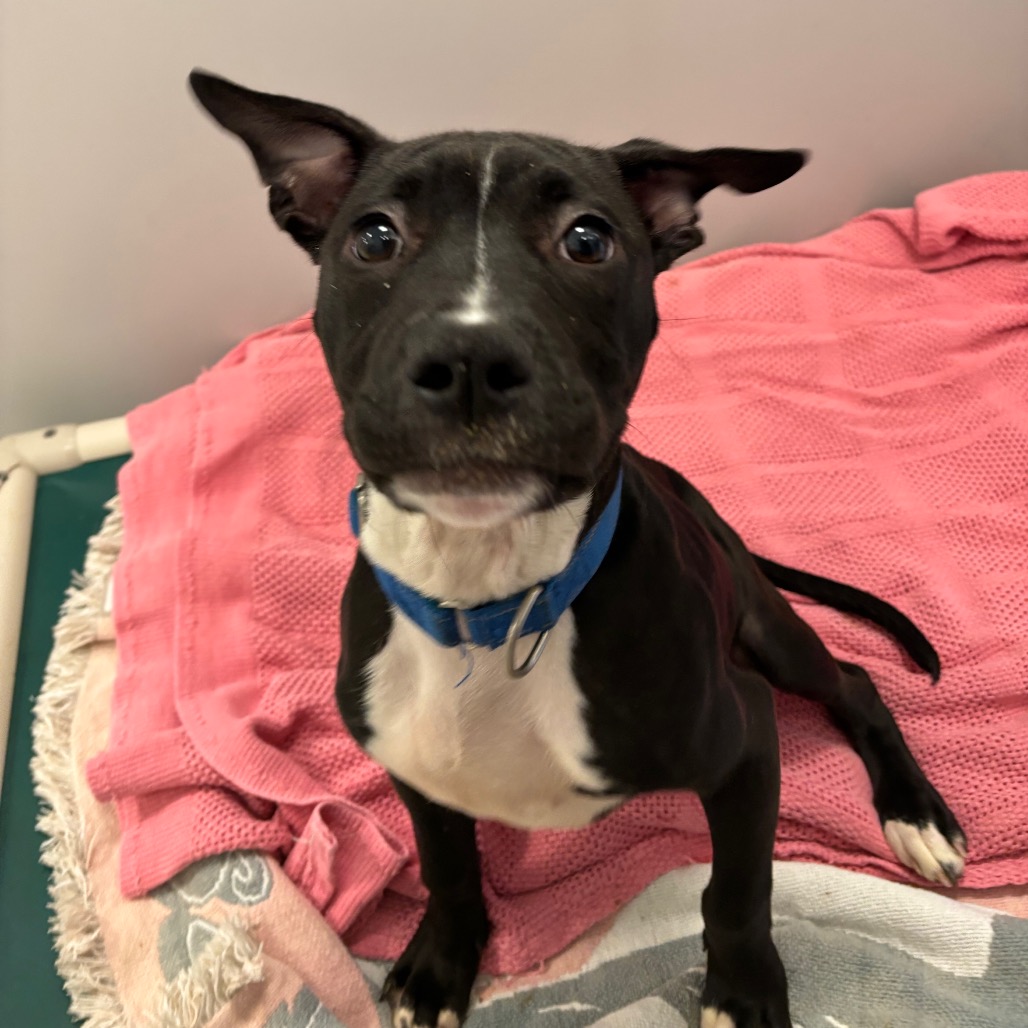RUDOLPH - Mixed Breed (Medium) available for adoption