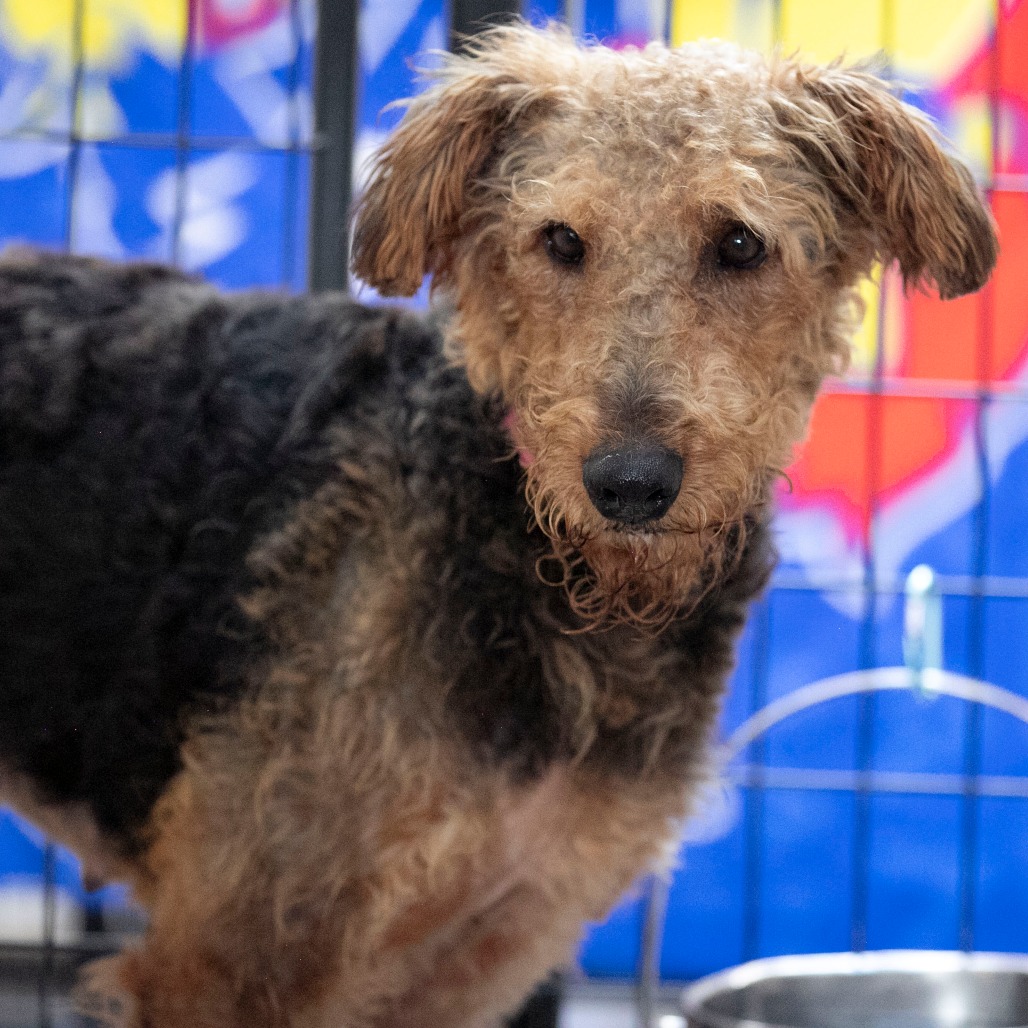 MRS. PICKLES (S26-73) - Terrier / Airedale available for adoption