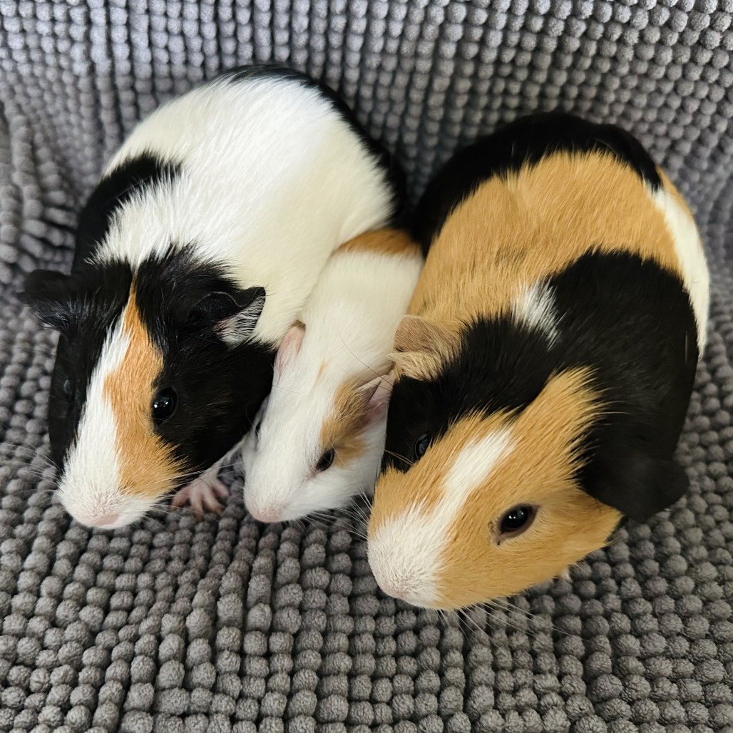 Munch, Tutuola, & Peanut, photo 2