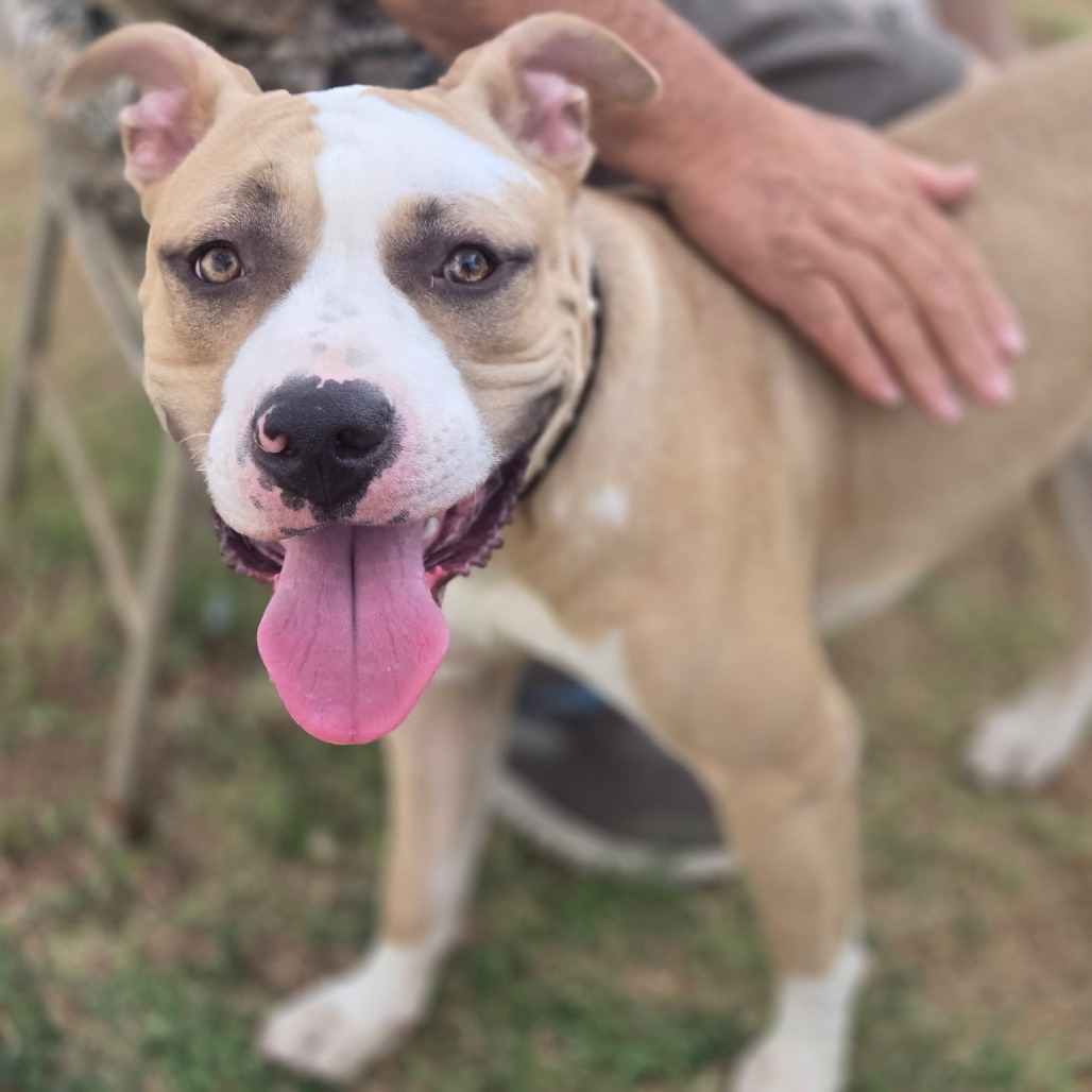 TROOPER - Terrier / Pit Bull for adoption in Midland